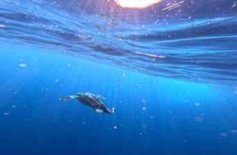 Rescue, Rehabilitation and Release: A Sea Turtle Success Story to Kick off 2024