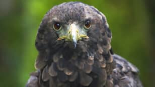 Africa’s Birds of Prey Are Experiencing an Extinction Crisis