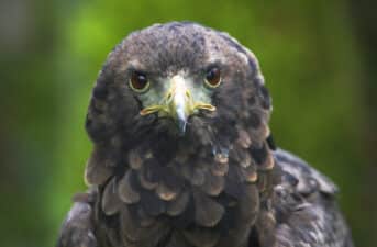 Africa’s Birds of Prey Are Experiencing an Extinction Crisis