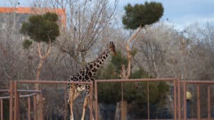 Benito the Giraffe Moving to More Temperate Climes in Southern Mexico