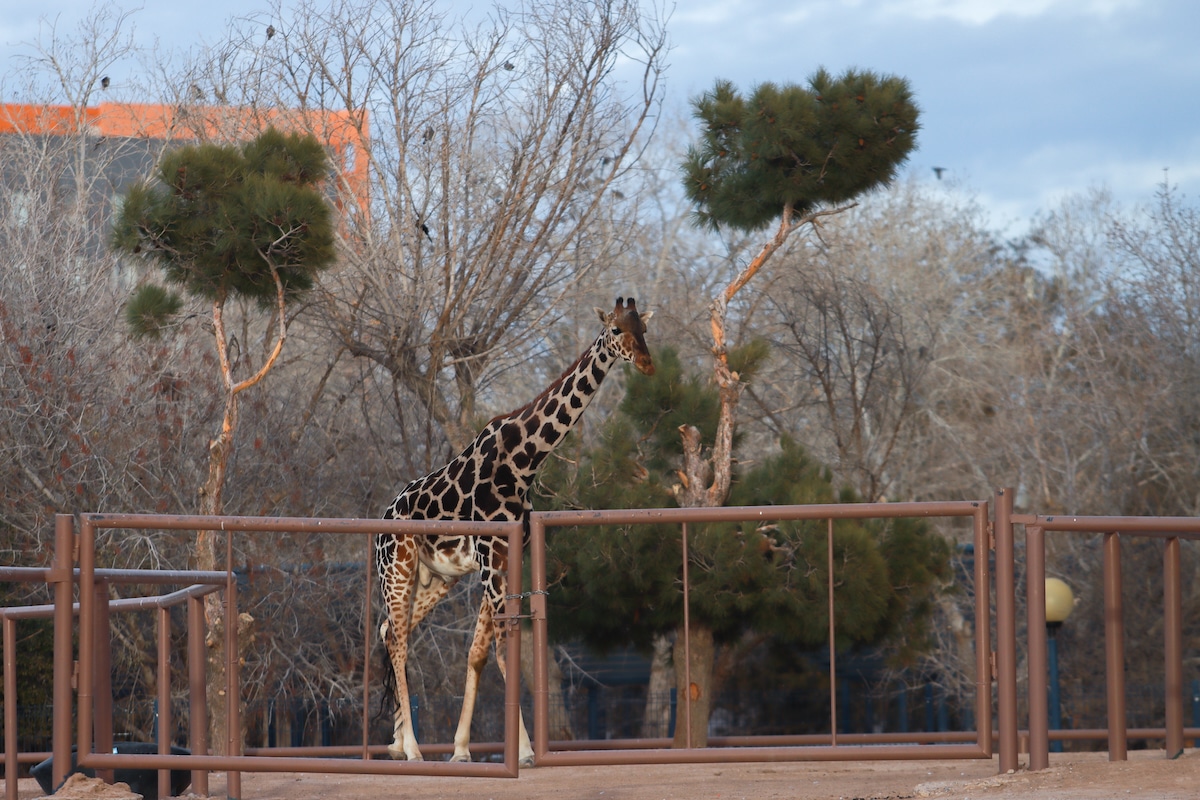 Benito the giraffe before his transfer from Ciudad Juarez Central Park to African Safari Zoo in Puebla State, central Mexico
