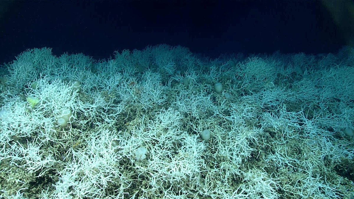 Dense fields of Lophelia pertusa, a common reef-building coral, found on the Blake Plateau knolls. The white coloring is healthy as deep-sea corals don’t rely on symbiotic algae, so they can’t bleach