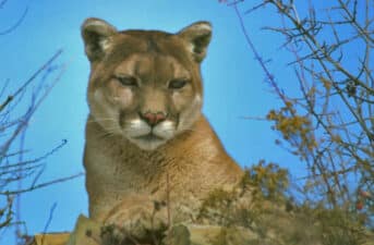 California Mountain Lion Population Is Thousands Fewer Than Previously Estimated