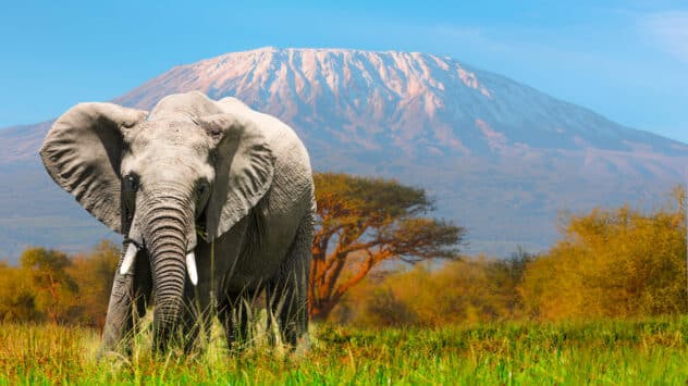 The Best Way to Keep Elephant Populations Stable Over Time Is to Allow Them to Roam Freely, Scientists Find