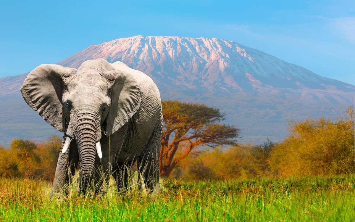 An elephant grazing at Amboseli National Park in Kenya with Mount Kilimanjaro in the background