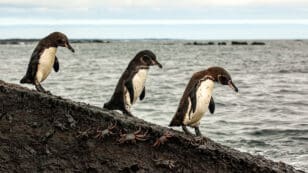 Microplastics May Be Accumulating in the Food Chain of Endangered Galápagos Penguins