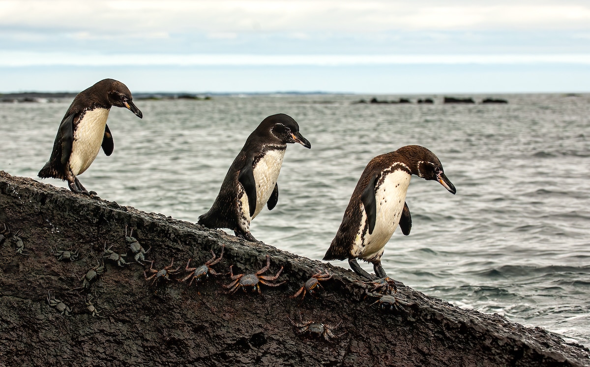 Three penguins search for food in Galápagos Islands National Park