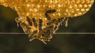 Why Are Bees Making Less Honey?
