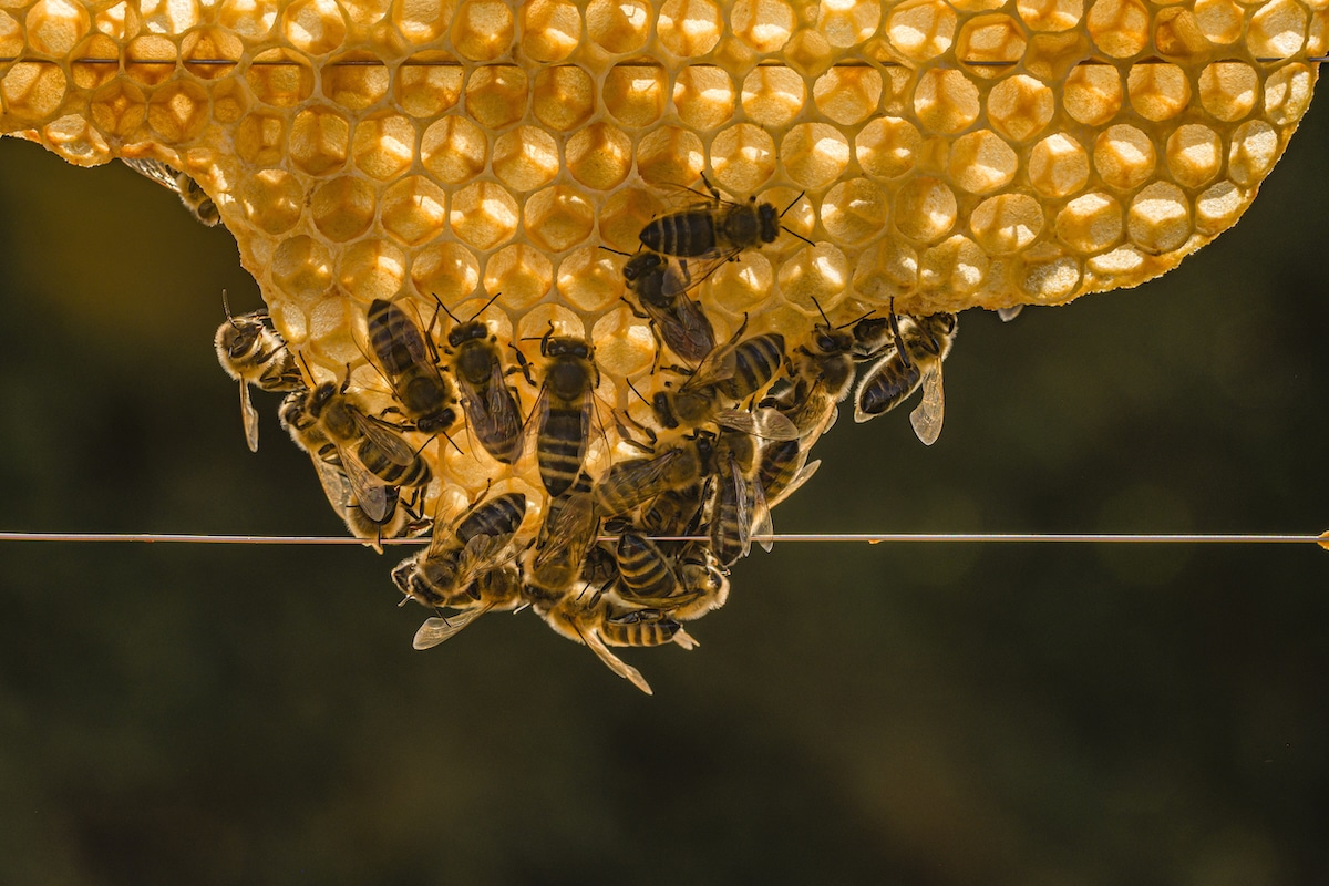 Carniolan honey bees on a honeycomb in Dresden, Germany