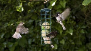 Fewer Wild Birds Are Visiting Gardens in the UK, Survey Finds