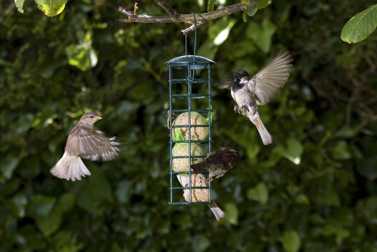House sparrows at a garden feeder in the UK