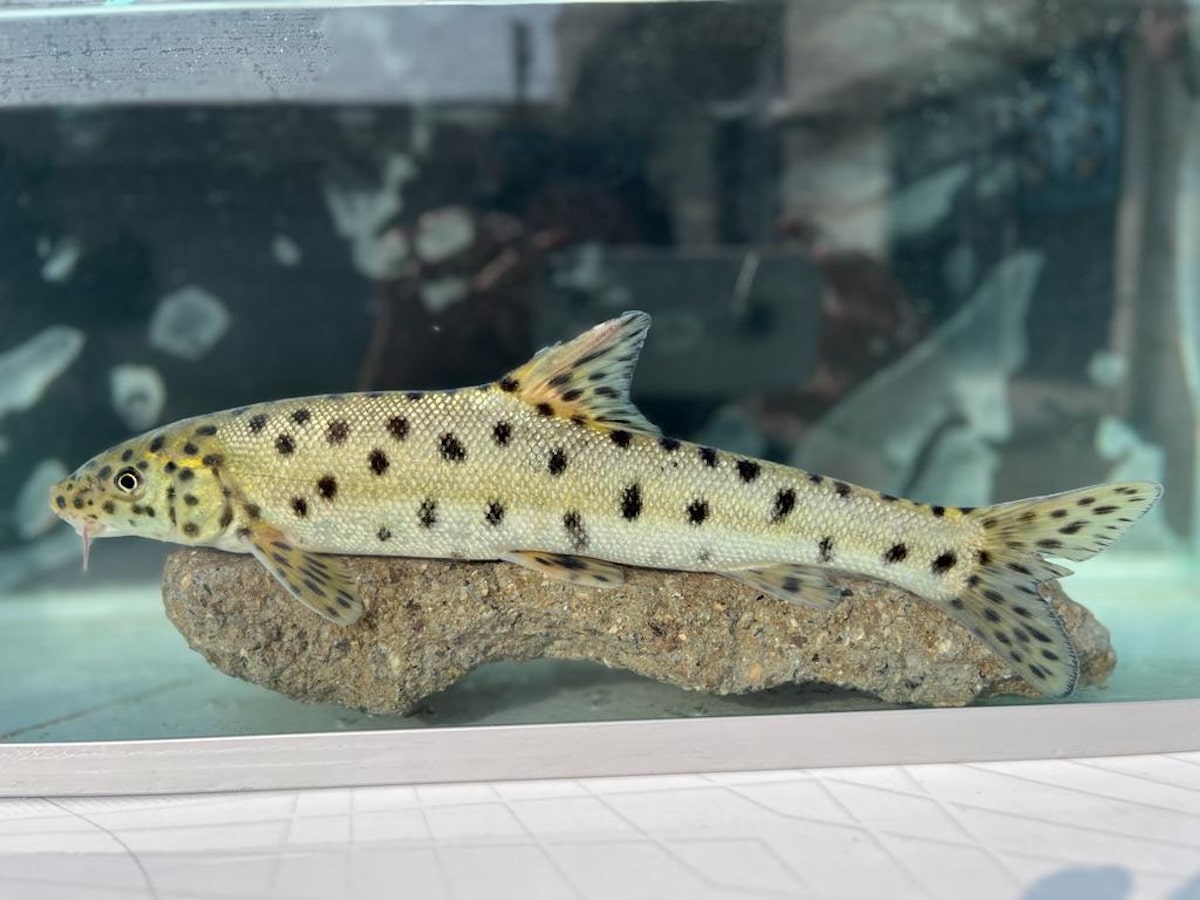 A rare leopard barbel captured in a tank before being safely released back into the wild