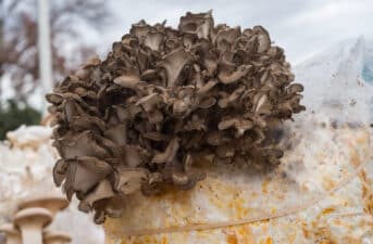 Can Mushrooms Really Break Down Plastic?
