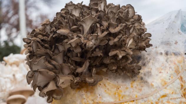 Can Mushrooms Really Break Down Plastic?
