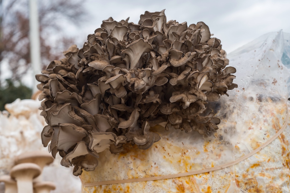 Maitake mushrooms growing on a plastic-wrapped sawdust log