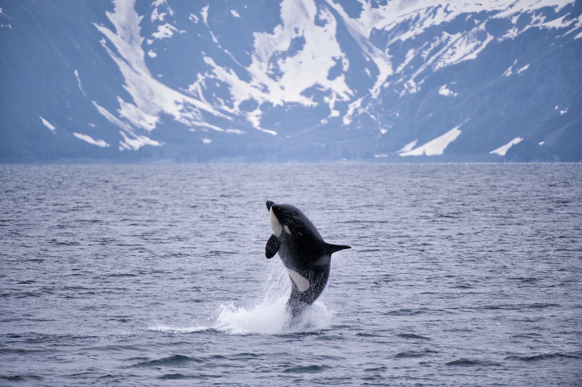 An orca breaching in Seward, Alaska