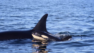 Newborn Southern Resident Orca Whale Spotted in Puget Sound