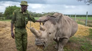 Successful IVF Breakthrough Could Save Northern White Rhino