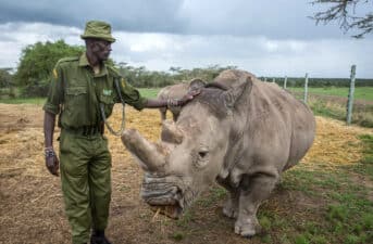 Successful IVF Breakthrough Could Save Northern White Rhino