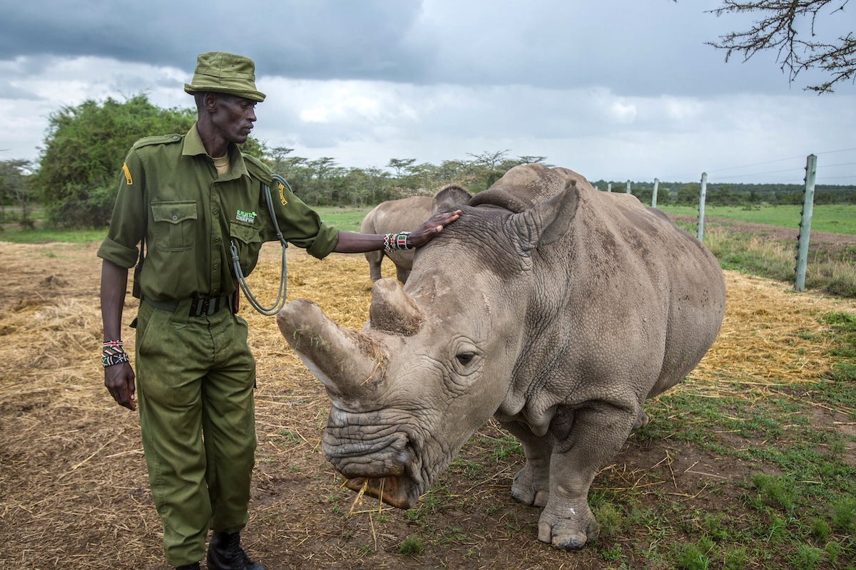 A caretaker at Ol Pejeta Conservancy in Kenya with Fatu, one of the only two remaining northern white rhinos