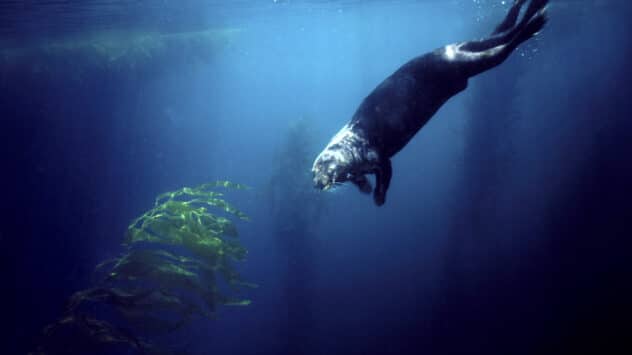 Sea Otters Helped Minimize Kelp Forest Loss in California, Study Finds