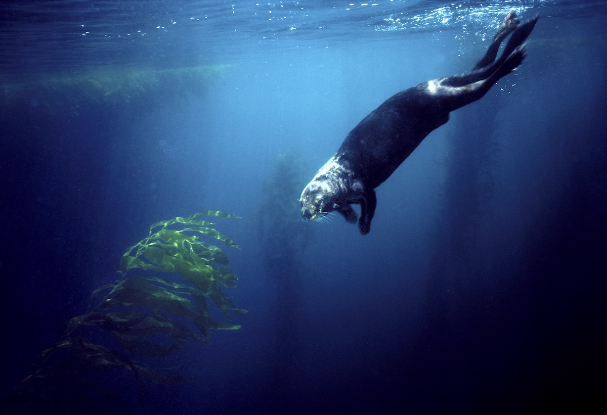A sea otter diving in a kelp forest in Monterey Bay, California