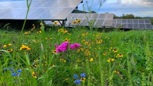 Pollinator-Friendly Solar Installations Can Help Solve Climate and Biodiversity Crises