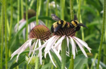 Bumble Bee Species Found in 20 States Could Be Listed as Endangered