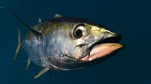 Popular Sashimi Tuna Species in Sharp Decline in Indian Ocean