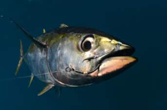 Popular Sashimi Tuna Species in Sharp Decline in Indian Ocean