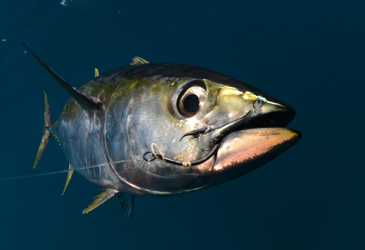 A yellowfin tuna with a fishing hook in its mouth