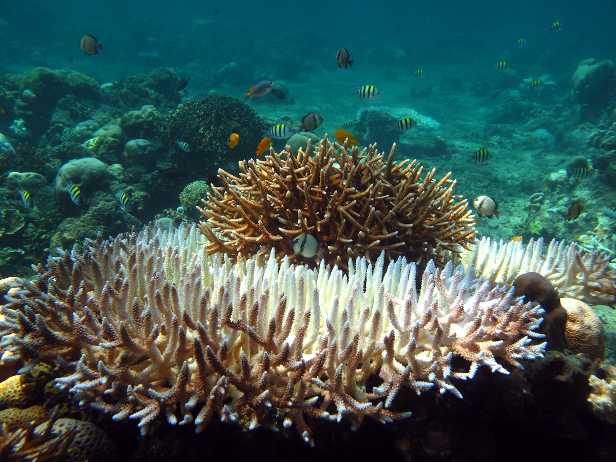 Some of the more severe impacts of marine heatwaves can include coral bleaching