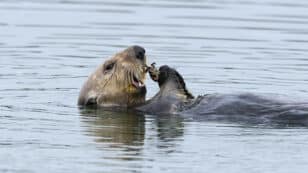 Sea Otters Restore Degraded California Estuary, Slowing Erosion by 90%