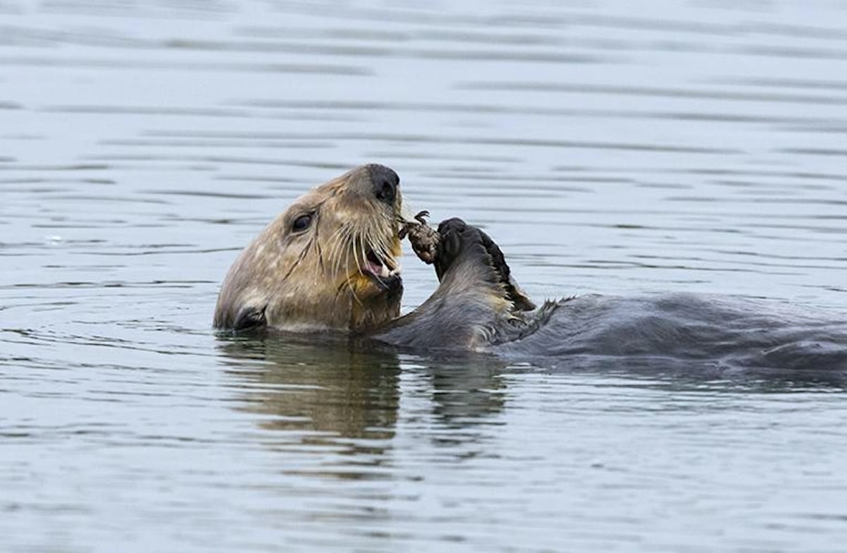 A sea otter eating a crab in the estuarine water of Elkhorn Slough, Monterey Bay, California