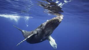 World Whale Day Celebrates Humpbacks and Raises Awareness of Threats