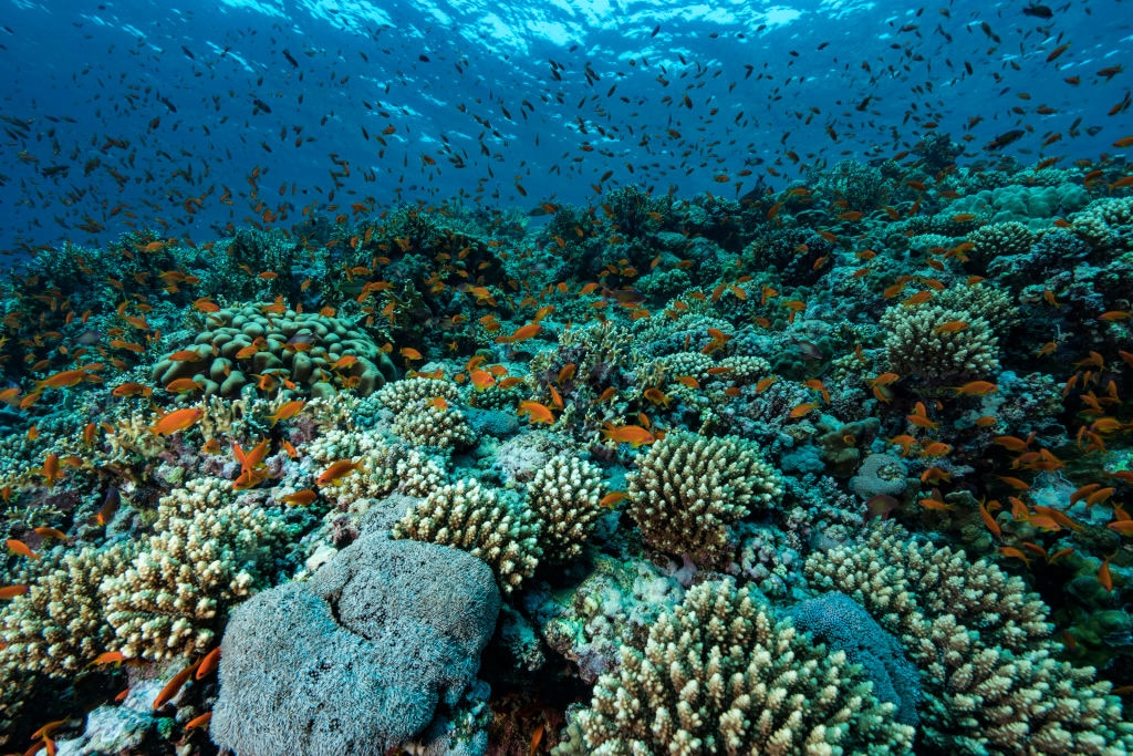 Coral Reefs 101: Everything You Need to Know - EcoWatch