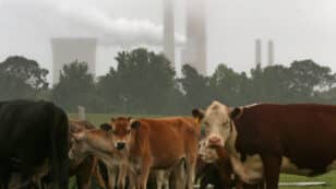 Sequestering Carbon in Soils Isn’t Enough to Offset Livestock Industry Emissions, Study Finds
