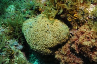 Scientists Find Pollutants in Corals Linked to Burning Fossil Fuels