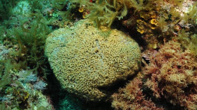 Scientists Find Pollutants in Corals Linked to Burning Fossil Fuels