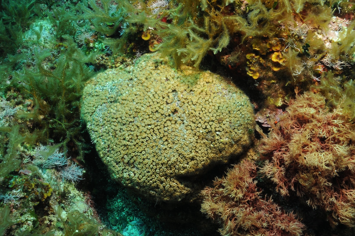 The coral species Cladocora caespitosa