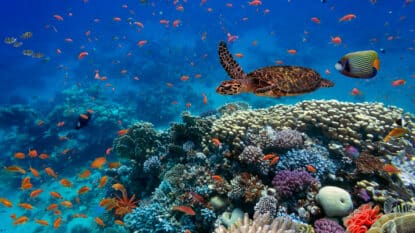 Coral Reefs 101: Everything You Need to Know