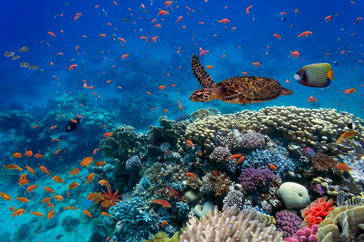 A coral reef with tropical fish and a sea turtle in the Red Sea, Egypt