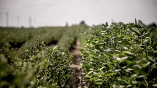 In ‘Vital Victory for Farmers and the Environment,’ Arizona Court Cancels EPA’s Approval of Dicamba Pesticide