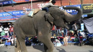 Bangladesh Bans Capture and Exploitation of Wild Asian Elephants