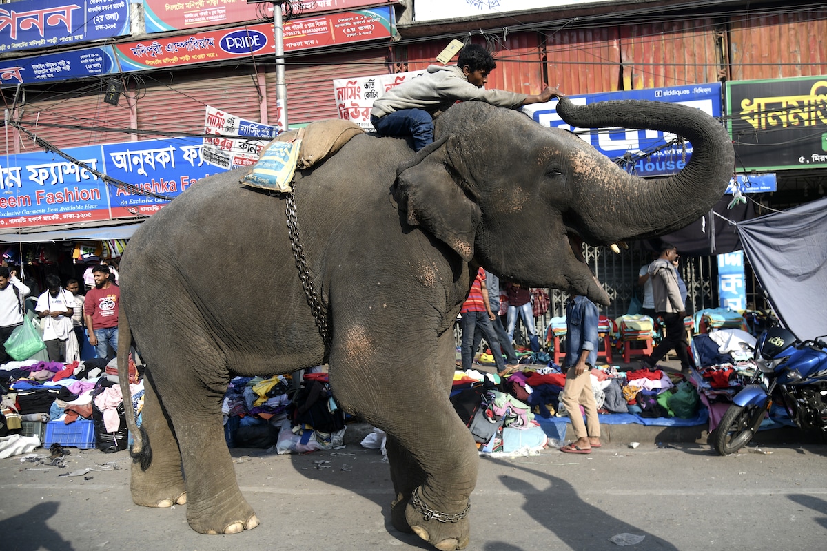 A person riding a wild elephant takes money from its trunk during a street show in Dhaka, Bangladesh