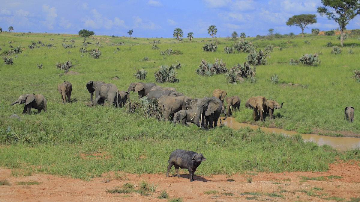High-angle view of an elephant herd, multi-aged and led by a matriarch, the oldest female