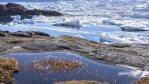 Greenland’s Melting Ice Sheet Is Being Replaced by Vegetation, Wetlands and Rock, Study Finds