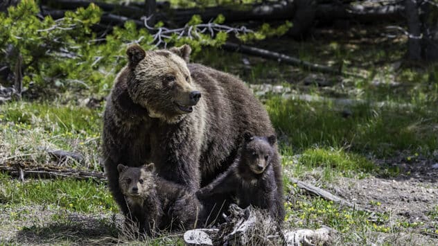 USFWS Considers Restoring Grizzly Bears to Bitterroot Ecosystem in Idaho and Montana