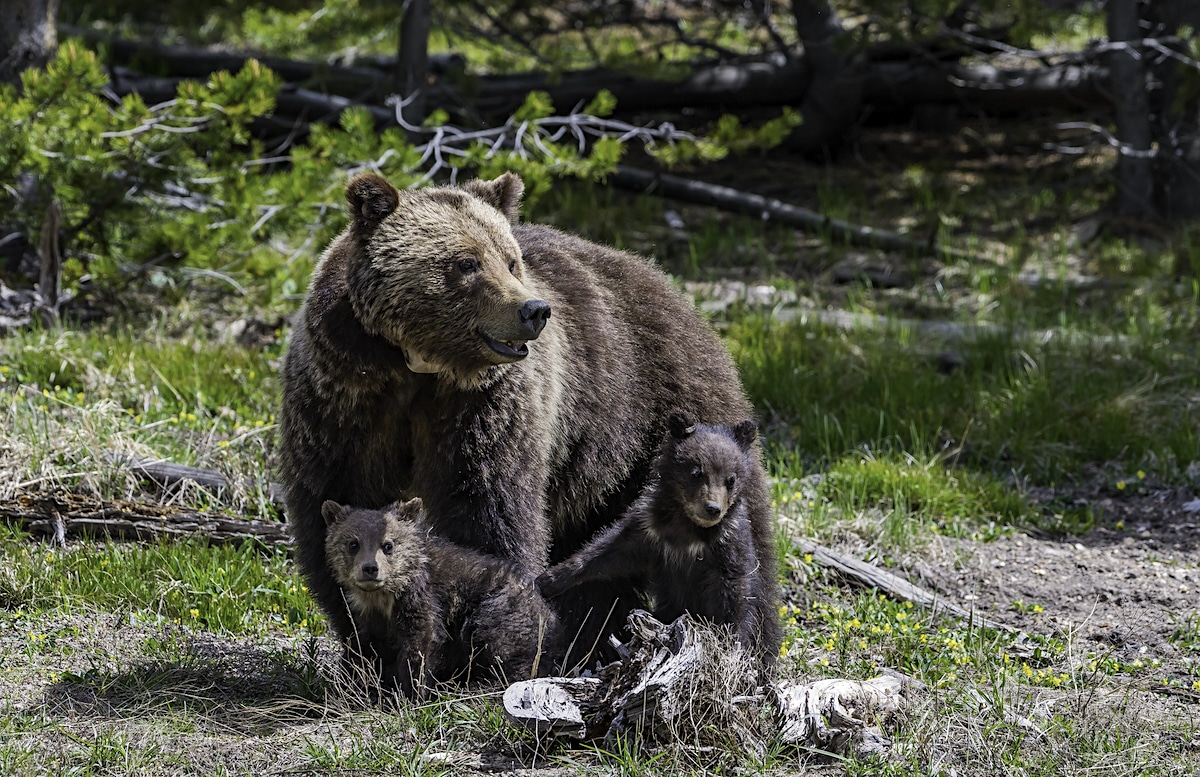 A grizzly bear with two of her cubs in the forest at Yellowstone National Park