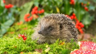 Hedgehog Sightings Increasing in the UK After Years of Decline